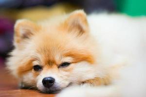 Emotional support animal concept. Sleeping Pomeranian dog in floor. pet is rest. Close up, copy space, background photo