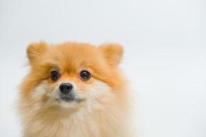 Emotional support animal concept. small breed Pomeranian Dog is Looking up something on a white background photo