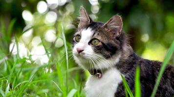 gato bonito brincando no gramado ao pôr do sol video