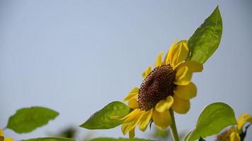 jardin de fleurs de soleil avec fond de ciel bleu clair - concept de fond de fleurs nature video