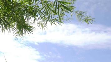 hojas verdes de bambú ondeando por el viento soplan sobre fondo de cielo de nubes blancas - concepto de fondo de relajación natural video