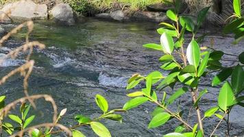 foco seletivo nas folhas. tiro constante de fluxo de água. rafting esportivo nos rios. bela vista da água corrente do rio. video