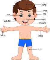 boy body parts diagram poster vector