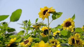 Sun flowers garden with clear blue sky background - nature flowers background concept video