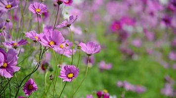 Purple cosmos flowers garden - nature flowers background concept video
