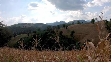 Mountain view with local agriculture maize field looking out from car moving on rough road surface - hilly area local agricutural landscape footage