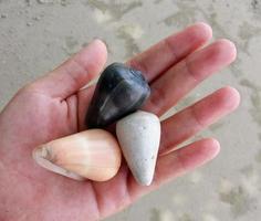 three sea snails with different colors photo