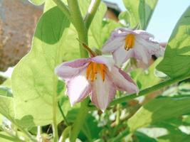 Light purple flowers with green trees photo