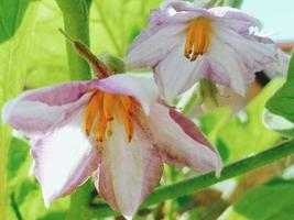 Beautiful purple flowers photo