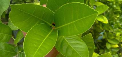 Nice lime leaves with greenery photo