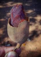 Nice and beautiful sour fruit photo