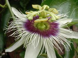 beautiful and unique flowers in white and purple photo