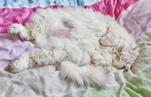 British longhair white cat lies on his back in bed photo