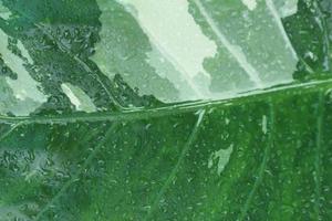 textures and patterns of Alocasia macrorrhizos , water drops on leaves, nature background. photo