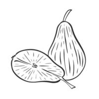 Pear whole and half handmade black engraving on white background vector