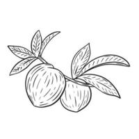 Peaches on branch with foliage vintage hand engraving vector