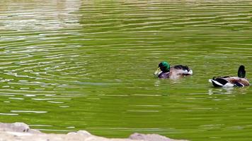 canards sauvages flottant sur le lac video