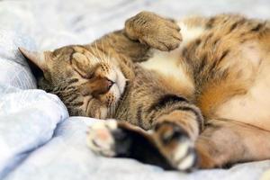 Lazy cat sleeping upside down on bed. photo