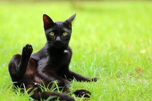 Black cat cleaning itself in strange position in grass field. kitten portrait. photo