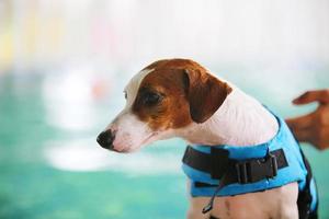 Jack Russel terrier wear life jacket portrait have swimming pool background. photo