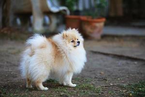 Portrait of cute pomeranian dog in the park. photo