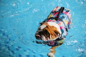 English Bulldog, Dog wear life jacket in swimming pool photo