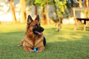 pastor alemán acostado con juguete en el campo de hierba. perro en el parque. foto