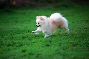 pomerania corriendo en el campo de hierba. perro esponjoso saltando en el parque. foto