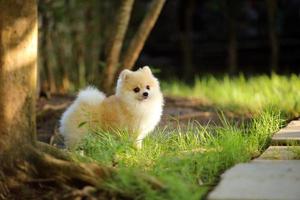 retrato de lindo pomeranian en el parque. perro esponjoso de pie. foto