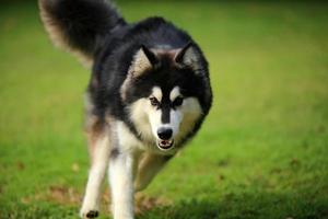 Siberian husky black and white colors running in grass field. Dog unleashed in the park. photo