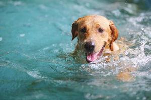 Labrador retriever swim in swimming pool. Dog smiling, Dog swimming. photo