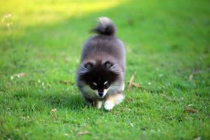 Portrait of cute Pomeranian in the park. Fluffy dog walking. photo