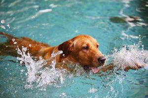 el labrador retriever hace salpicaduras de agua en la piscina. perro nadando foto