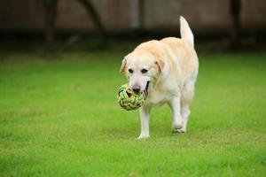 labrador retriever sostiene la pelota en la boca y camina por el parque. perro jugando con juguete en campo de hierba. foto