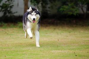 husky siberiano colores blanco y negro corriendo en el parque. carrera de perros en el campo de hierba. foto