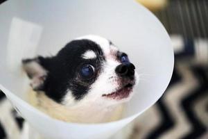 Chihuahua wear elizabeth collar after injured eyes. Sick dog wear cone collar. photo