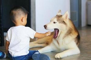 Asian boy playing with Siberian Husky at home. Kid with dog. photo