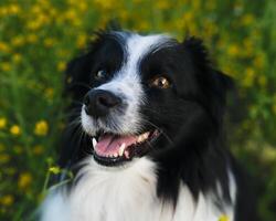 Portrait of a Mini Australian Shepherd in a Field of Yellow Flowers photo