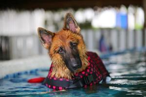 German Shepherd dog swimming. Guard dog. photo