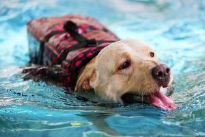 Labrador retriever swim in swimming pool. Dog smiling, Dog swimming. photo