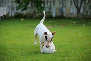 Bull Terrier chasing ball in grass field. Dog playing football in the park. photo