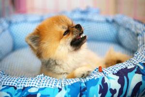 retrato de cachorro pomeraniano en la cama. Cachorro esponjoso llamando. foto