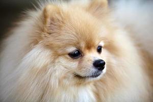 Portrait of cute pomeranian dog. photo