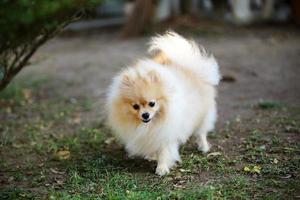 retrato de lindo pomeranian en el parque. perro esponjoso caminando. foto