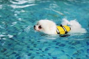 Pomeranian wear life jacket and swim in swimming pool. Fluffy dog swimming. photo