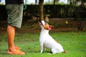 Jack Russell Terrier sit and wait in front of owner, Dog with owner in the park photo