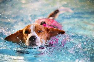 beagle hace salpicaduras de agua en la piscina. perro use chaleco salvavidas para nadar. foto