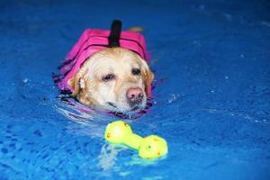 Labrador retriever play with toy and swim in swimming pool. Dog swimming. photo