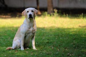 Labrador Retriever sit one grass in the park. Dog waiting it owner. photo