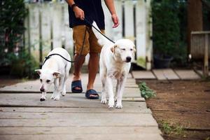 perros paseando con correa con el dueño en el parque, ambos perros con paseador de perros. foto